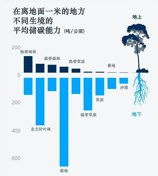 能源危机下，碳中和的“蓝碳”路径