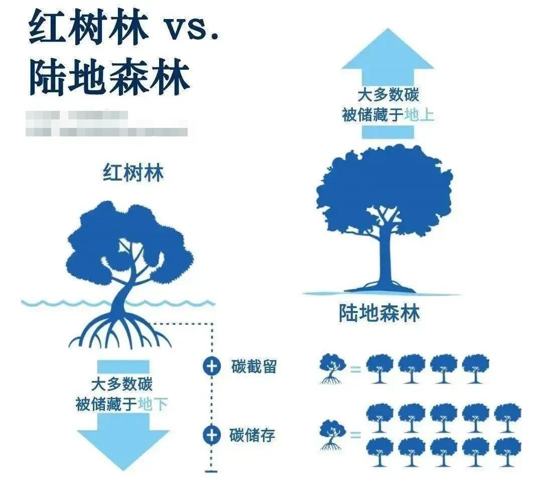 能源危机下，碳中和的“蓝碳”路径